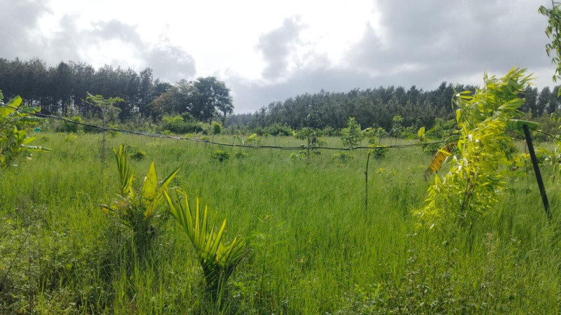  Agricultural Land 5 Acre for Sale in Belur Hassan