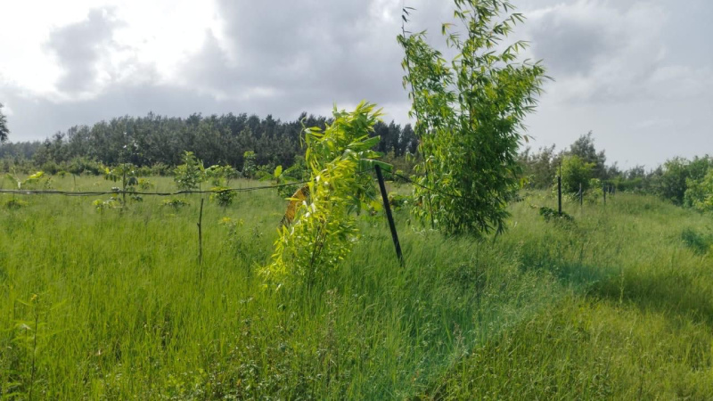 Agricultural Land 5 Acre for Sale in Belur Hassan