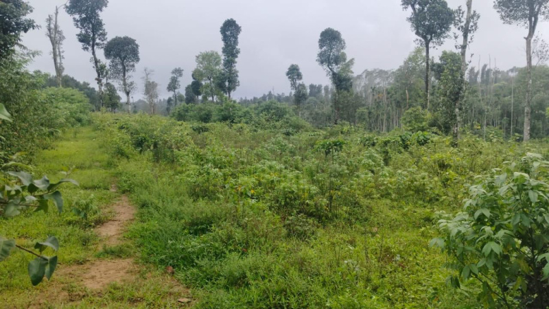  137214 Sq.ft. Agricultural/Farm Land for Sale in Belur Hassan