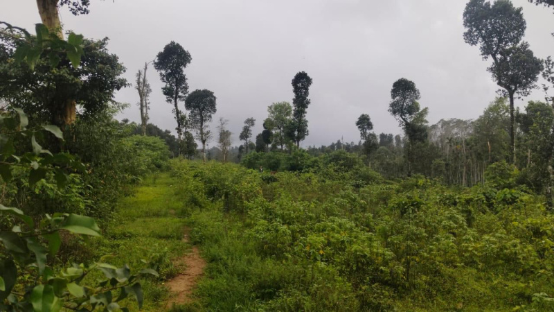  137214 Sq.ft. Agricultural/Farm Land for Sale in Belur Hassan