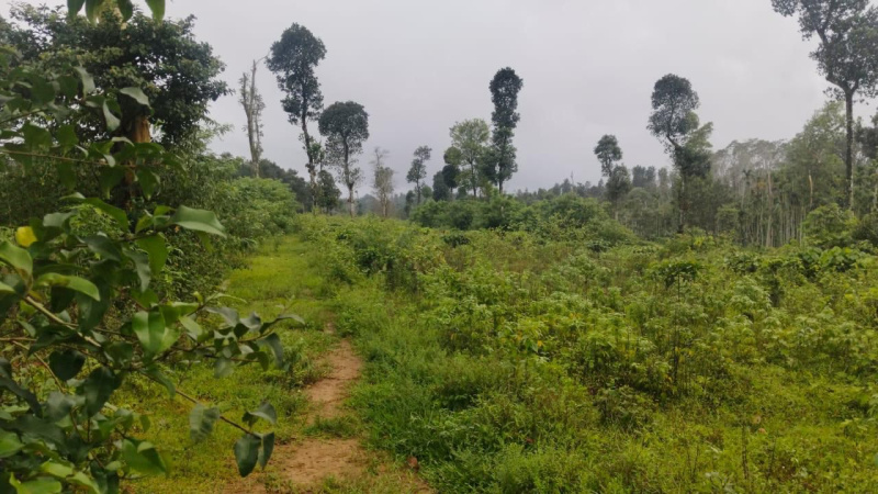  137214 Sq.ft. Agricultural/Farm Land for Sale in Belur Hassan