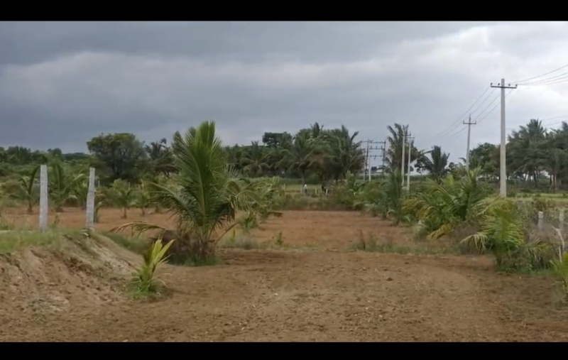  Agricultural Land 3 Acre for Sale in Maddur, Mandya