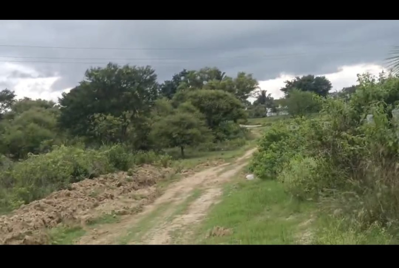  Agricultural Land 3 Acre for Sale in Maddur, Mandya