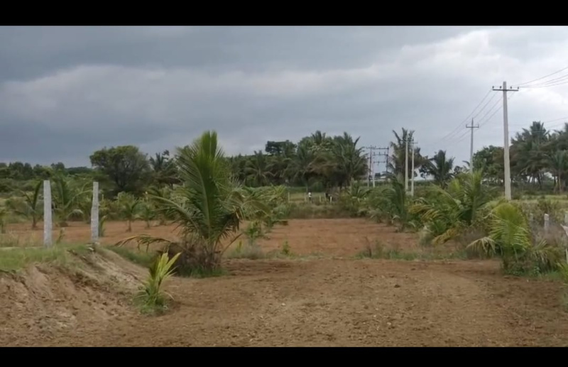  Agricultural Land 3 Acre for Sale in Maddur, Mandya