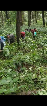  Agricultural Land for Sale in Madikeri, Kodagu