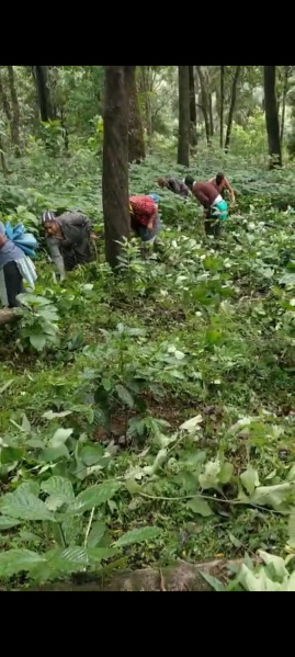  Agricultural Land 3 Acre for Sale in Madikeri, Kodagu