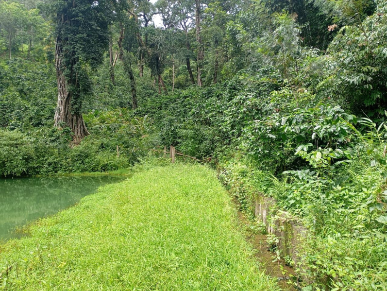  Agricultural Land 8 Acre for Sale in Madikeri, Kodagu