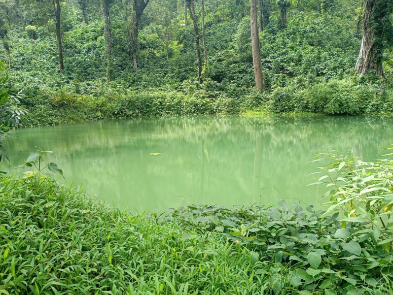  Agricultural Land 8 Acre for Sale in Madikeri, Kodagu