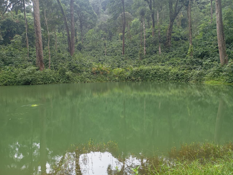  Agricultural Land 8 Acre for Sale in Madikeri, Kodagu