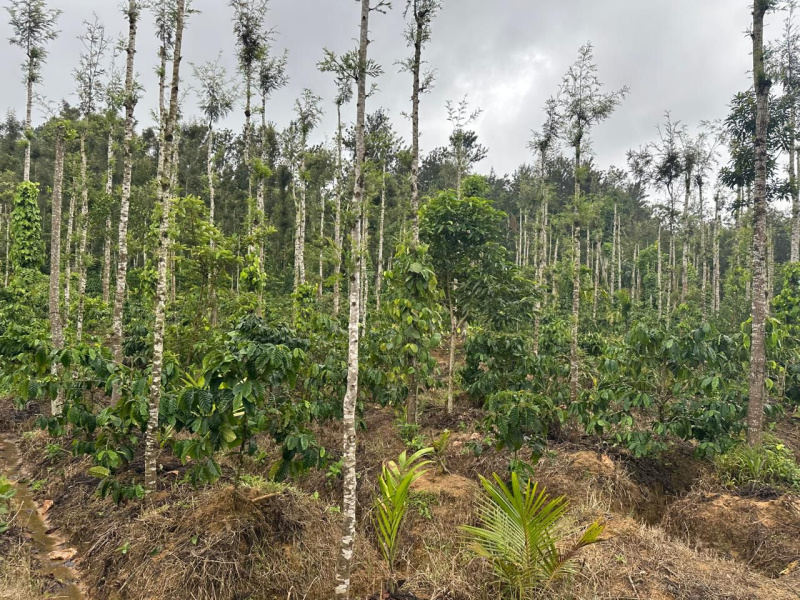  Agricultural Land 5 Acre for Sale in Mudigere, Chikmagalur