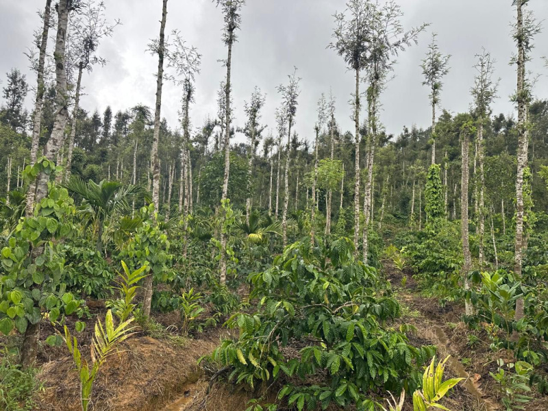  Agricultural Land 5 Acre for Sale in Mudigere, Chikmagalur