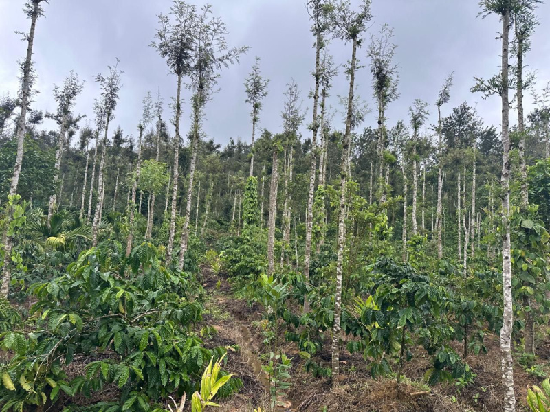  Agricultural Land 5 Acre for Sale in Mudigere, Chikmagalur