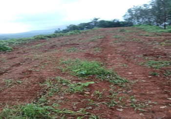  Agricultural Land for Sale in Guruvayanakere, Dakshina Kannada