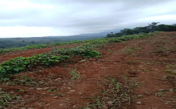 Agricultural Land 3 Acre for Sale in Guruvayanakere, Dakshina Kannada