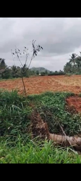  Agricultural Land 50 Guntha for Sale in Kanakapura, Bangalore