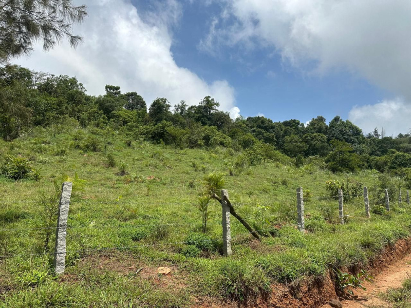  Agricultural Land 3 Acre for Sale in Mudigere, Chikmagalur