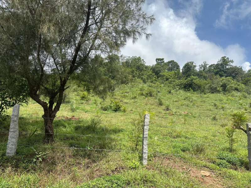  Agricultural Land 3 Acre for Sale in Mudigere, Chikmagalur