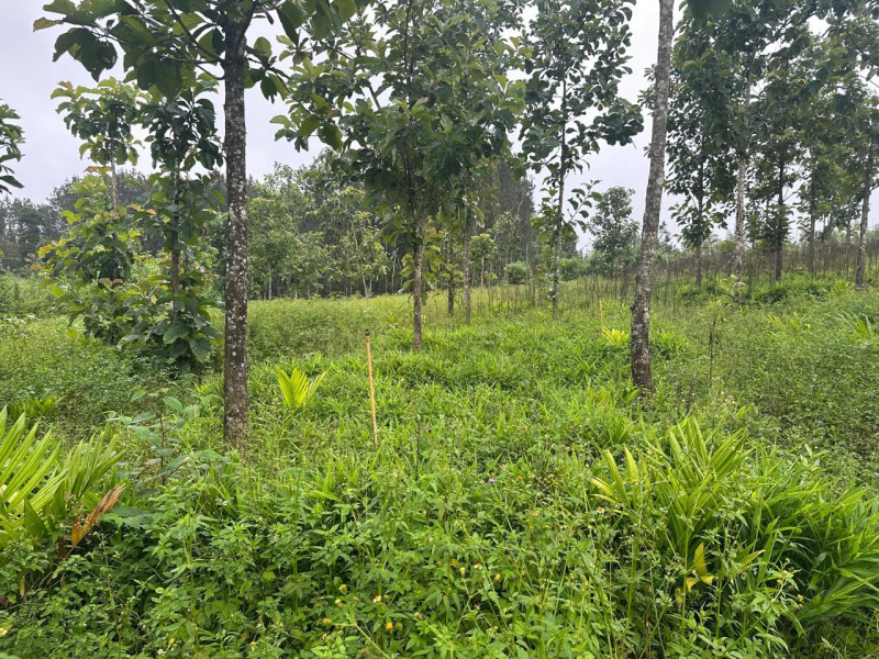  Agricultural Land 3 Acre for Sale in Belur Hassan