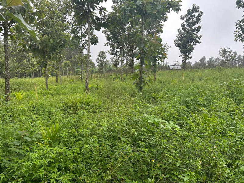  Agricultural Land 3 Acre for Sale in Belur Hassan
