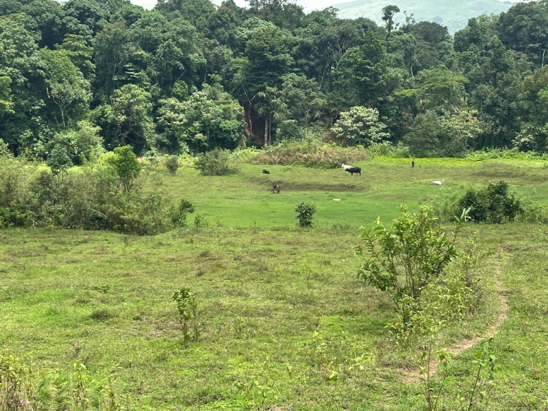  Agricultural Land 5 Acre for Sale in Mudigere, Chikmagalur