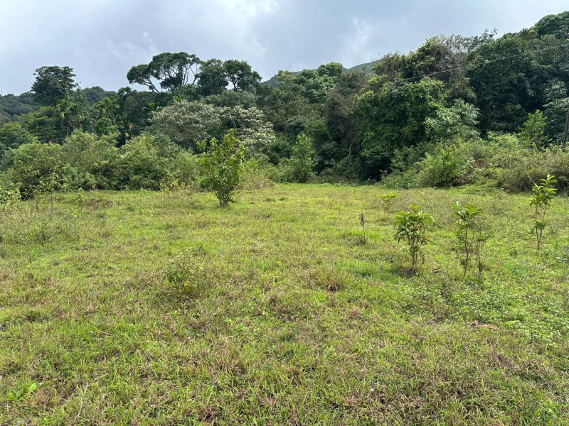  Agricultural Land 5 Acre for Sale in Mudigere, Chikmagalur