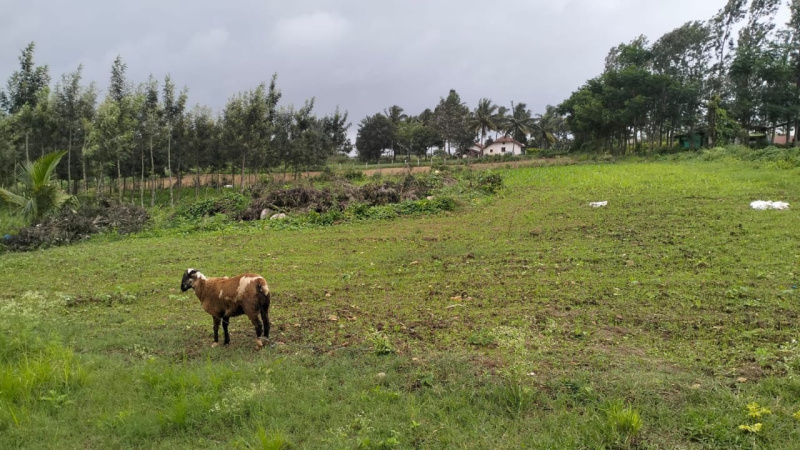  Agricultural Land 4 Acre for Sale in Kote, Chikmagalur