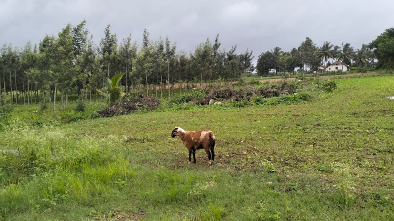  Agricultural Land 4 Acre for Sale in Kote, Chikmagalur