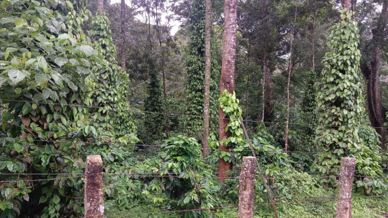  Agricultural Land 9 Acre for Sale in Mallandur Road, Chikmagalur