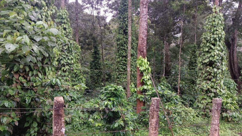  Agricultural Land 9 Acre for Sale in Mallandur Road, Chikmagalur
