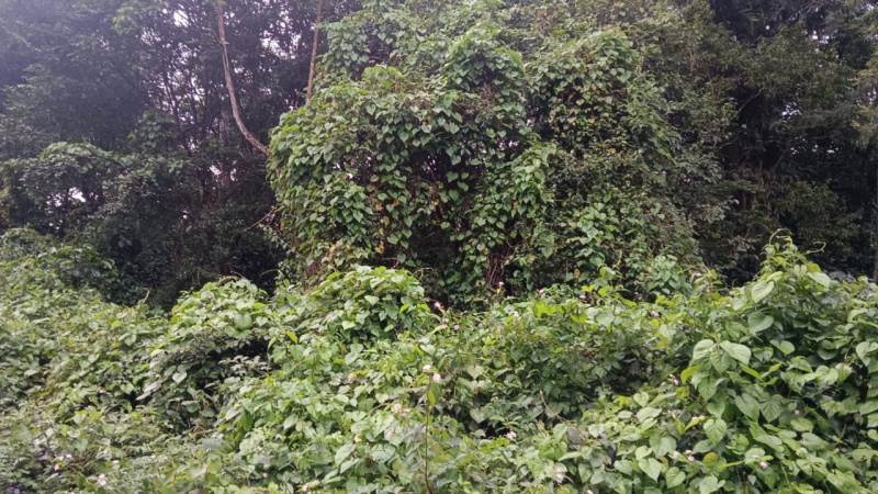 Agricultural Land 9 Acre for Sale in Mallandur Road, Chikmagalur