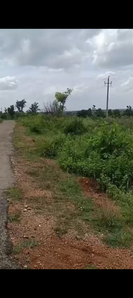  Agricultural Land 5 Acre for Sale in Malavalli, Mandya
