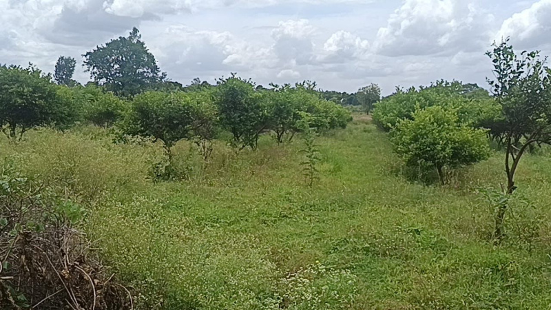  Agricultural Land 12 Acre for Sale in Malavalli, Mandya