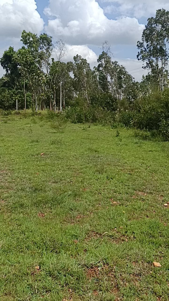  Agricultural Land 2 Acre for Sale in Malavalli, Mandya