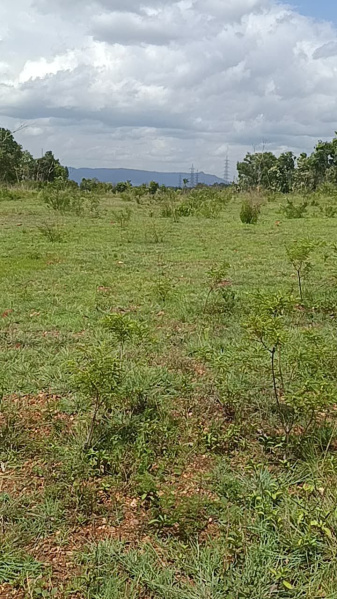  Agricultural Land 2 Acre for Sale in Malavalli, Mandya