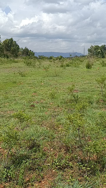  Agricultural Land 2 Acre for Sale in Malavalli, Mandya
