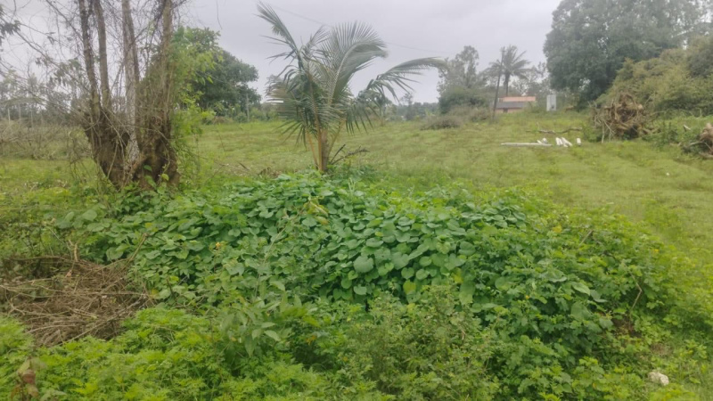  Agricultural Land 9 Acre for Sale in Hebbalu, Hassan