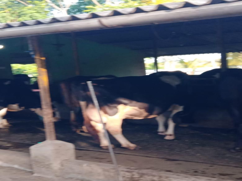  Agricultural Land 9 Acre for Sale in Hebbalu, Hassan