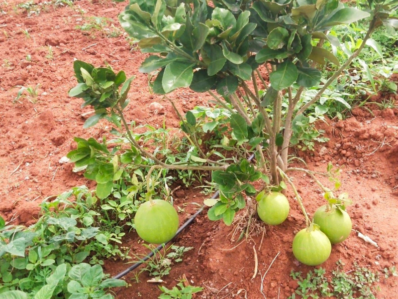  Agricultural Land 28 Acre for Sale in T Narasipura Road, Mysore