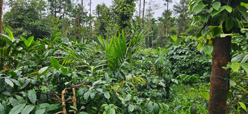  Agricultural Land 73 Acre for Sale in Sakleshpur, Hassan