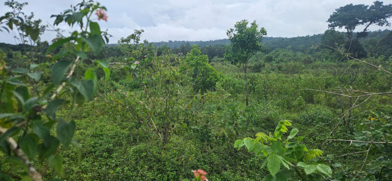  Agricultural Land 6 Acre for Sale in Alur, Hassan