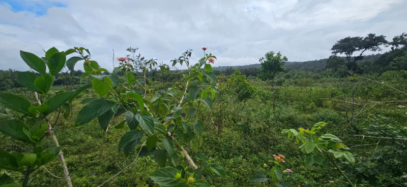  Agricultural Land 6 Acre for Sale in Alur, Hassan