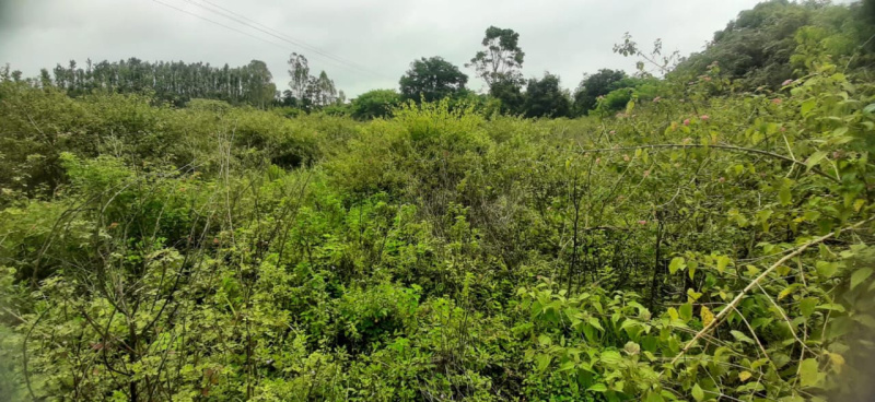  Agricultural Land 10 Guntha for Sale in Joythinagar, Chikmagalur