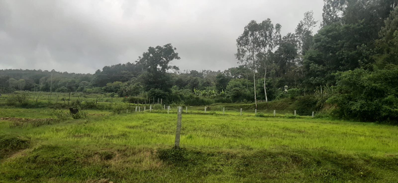  Agricultural Land 10 Guntha for Sale in Joythinagar, Chikmagalur