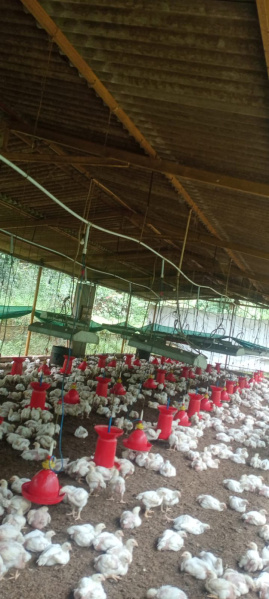  Agricultural Land 2 Acre for Sale in Moodabidri, Mangalore