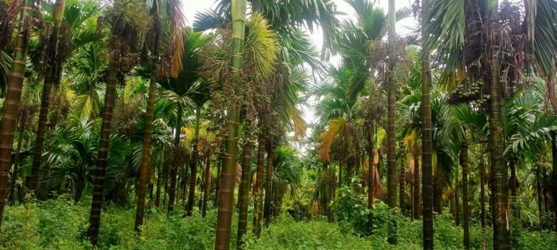  Agricultural Land 2 Acre for Sale in Moodabidri, Mangalore