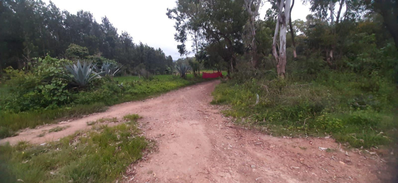  Agricultural Land 2 Acre for Sale in Mallandur Road, Chikmagalur