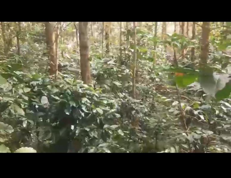  Agricultural Land 5 Acre for Sale in Hiremagalur, Chikmagalur