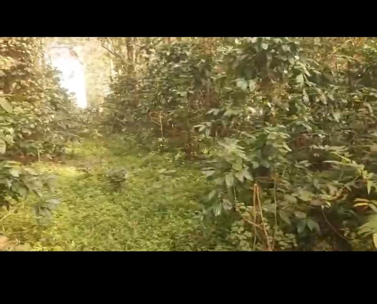  Agricultural Land 5 Acre for Sale in Hiremagalur, Chikmagalur