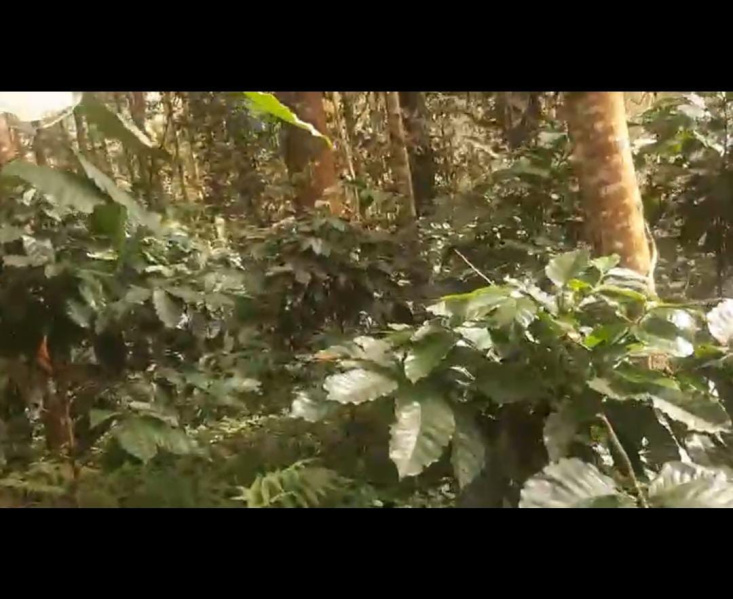  Agricultural Land 5 Acre for Sale in Hiremagalur, Chikmagalur