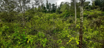  Agricultural Land for Sale in Hiremagalur, Chikmagalur
